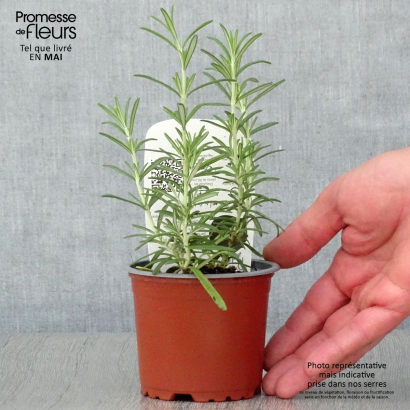 Example of Rosmarin - Rosmarinus officinalis Pflanzen Topf 10 cm/11cm as you get in printemps