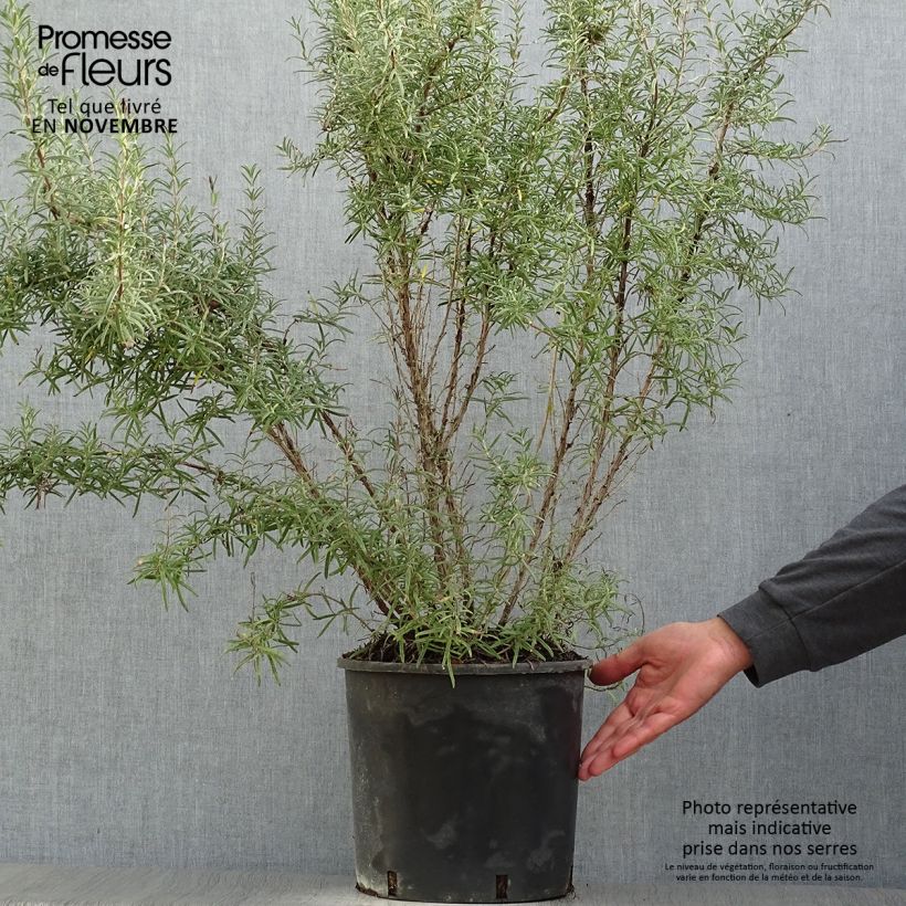 Example of Rosmarin - Rosmarinus officinalis Topf mit 7,5L/10L as you get in automne