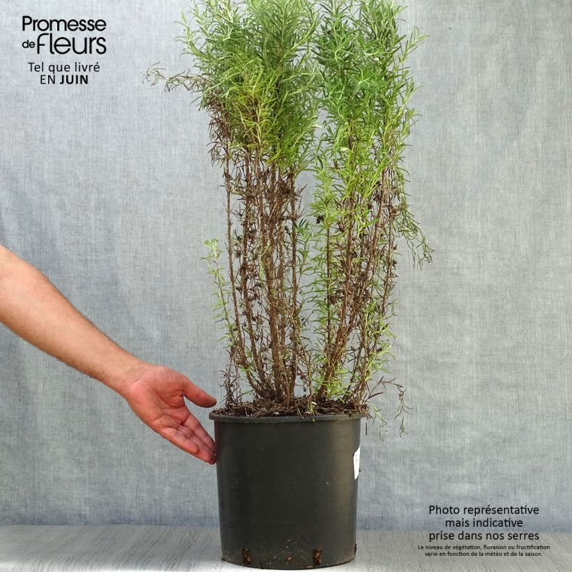 Exemplar von Rosmarin - Rosmarinus officinalis Topf mit 3L/4L wie im Sommer geliefert