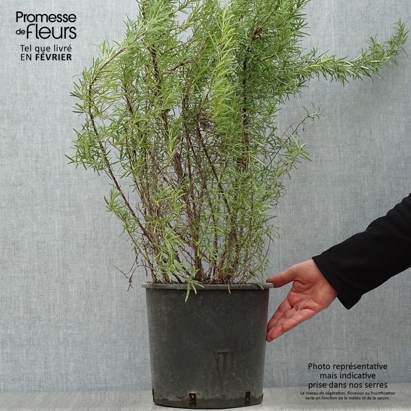 Exemplar von Rosmarin - Rosmarinus officinalis Topf mit 7,5L/10L wie im Winter geliefert