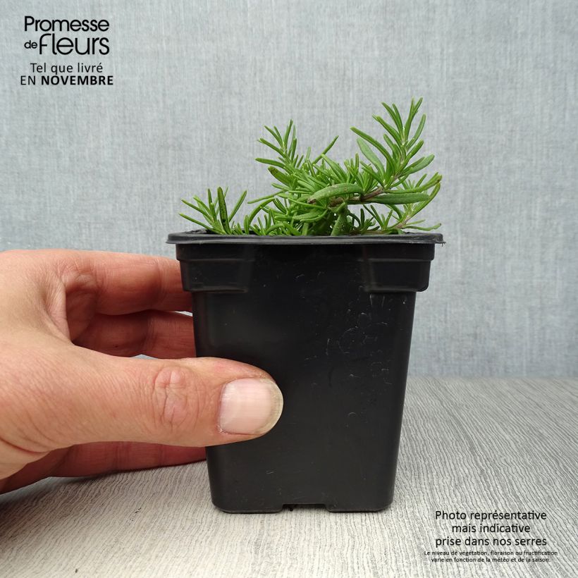 Example of Rosmarin Prostratus - Rosmarinus officinalis Kleine Töpfe von 7/8 cm as you get in automne