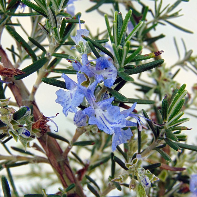 Rosmarin Prostratus - Rosmarinus officinalis (Flowering)