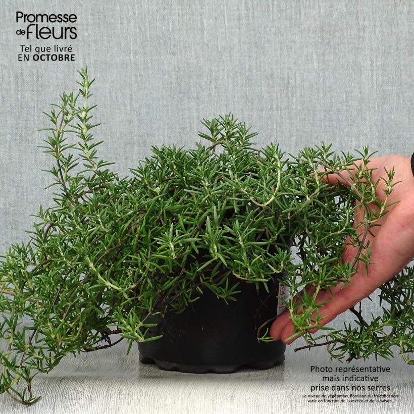 Example of Rosmarin Prostratus - Rosmarinus officinalis Topf mit 1L/1,5L as you get in automne