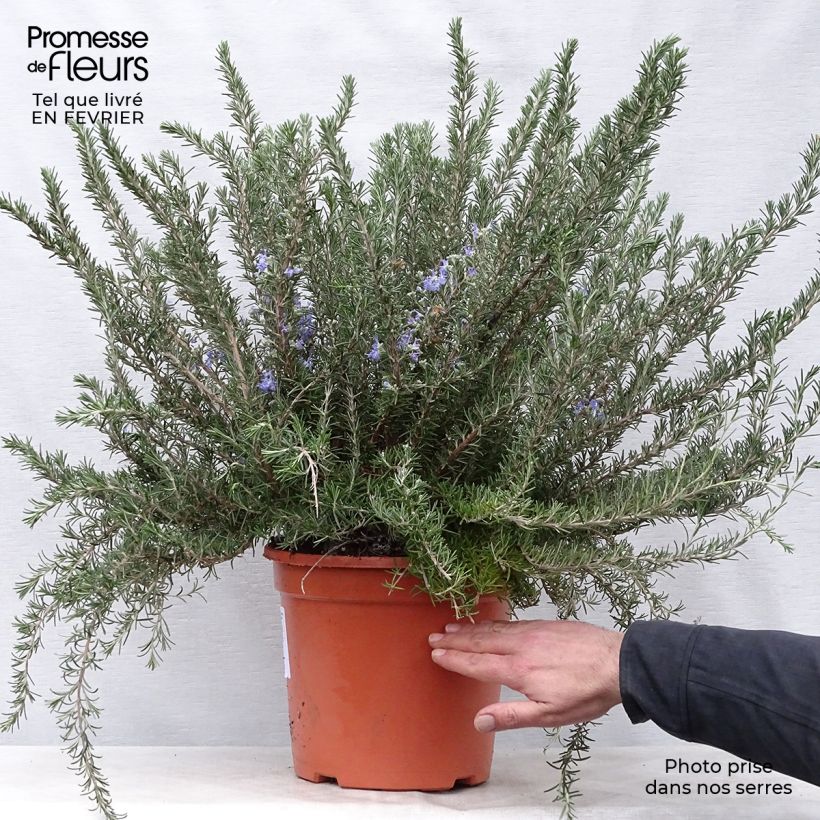 Example of Rosmarin Prostratus - Rosmarinus officinalis Topf mit 7,5L/10L as you get in hiver