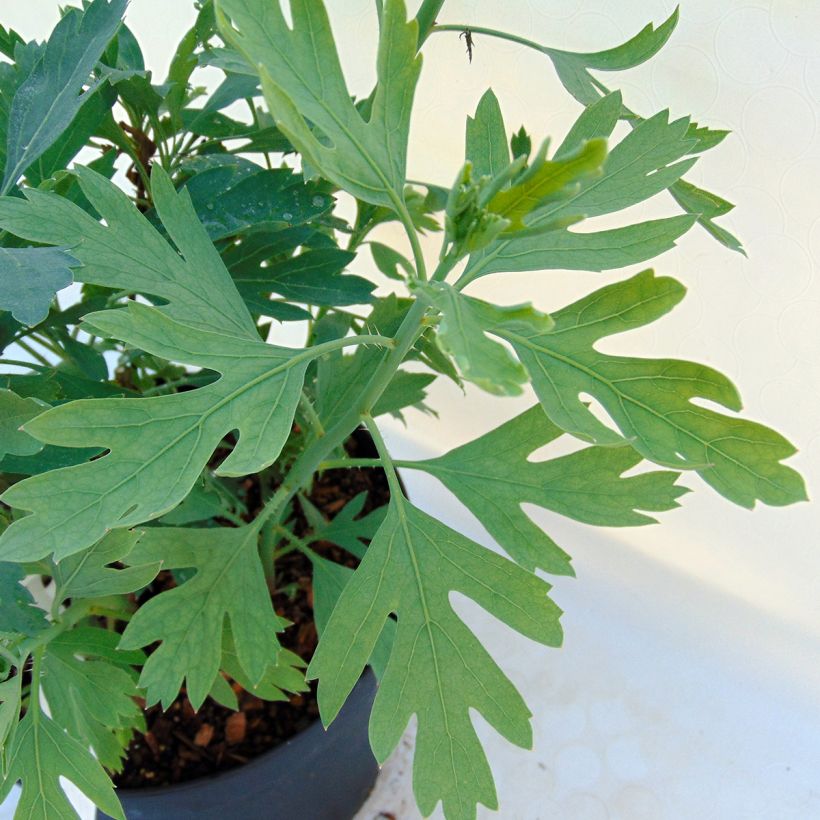Romneya coulteri - Baummohn (Foliage)