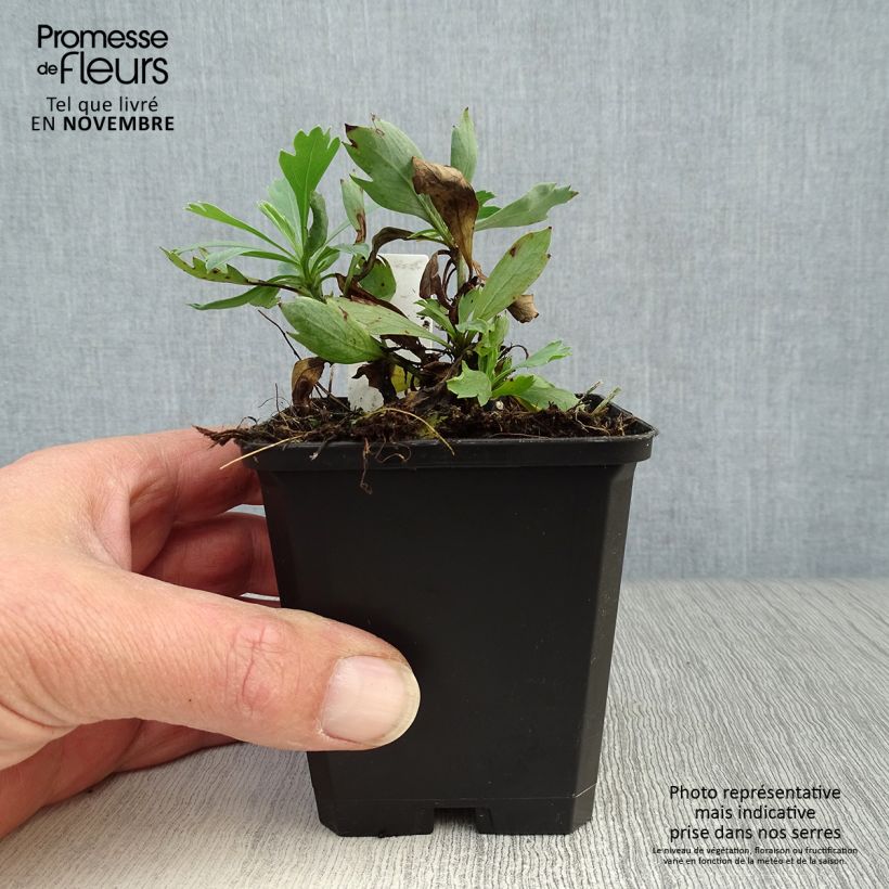 Example of Romneya coulteri - Baummohn Kleine Töpfe von 8/9 cm as you get in automne