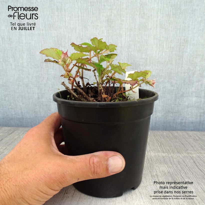 Exemplar von Rubus tricolor Betty Ashburner - Dreifarbige Brombeere Topf mit 1,5L/2L wie im Sommer geliefert