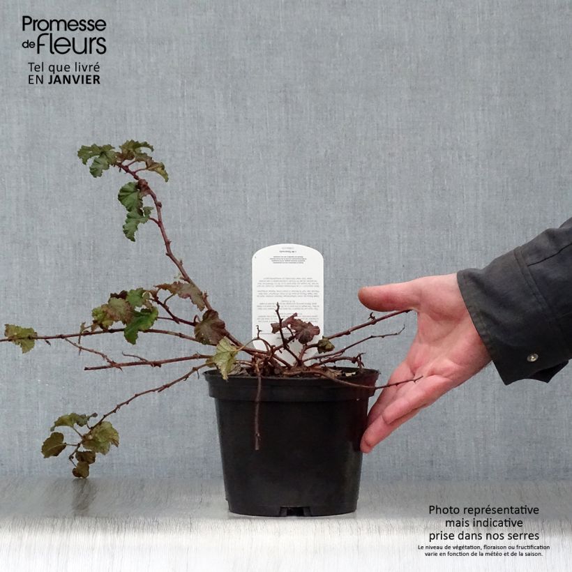 Exemplar von Rubus tricolor Betty Ashburner - Dreifarbige Brombeere Topf mit 1,5L/2L wie im Winter geliefert