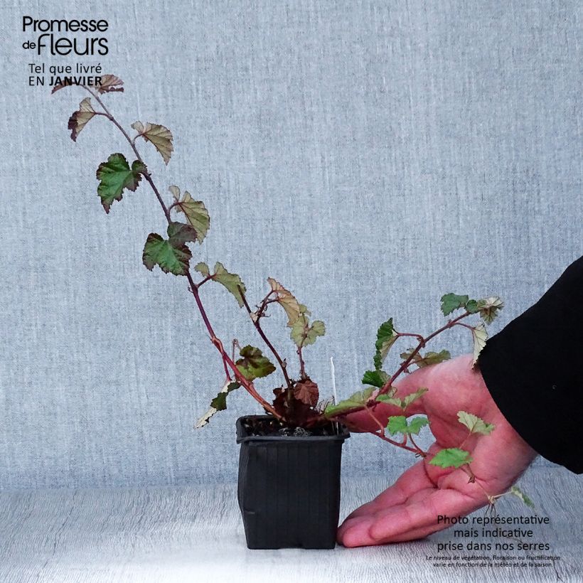 Exemplar von Rubus tricolor Betty Ashburner - Dreifarbige Brombeere Kleine Töpfe von 8/9 cm wie im Winter geliefert