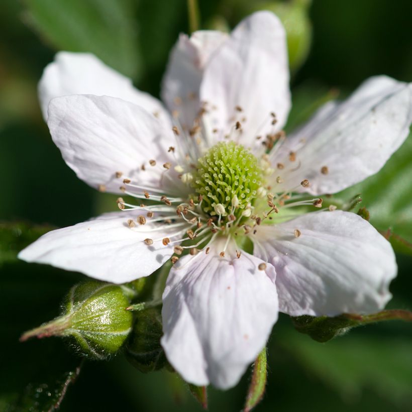 Brombeere - Rubus fruticosus (Flowering)
