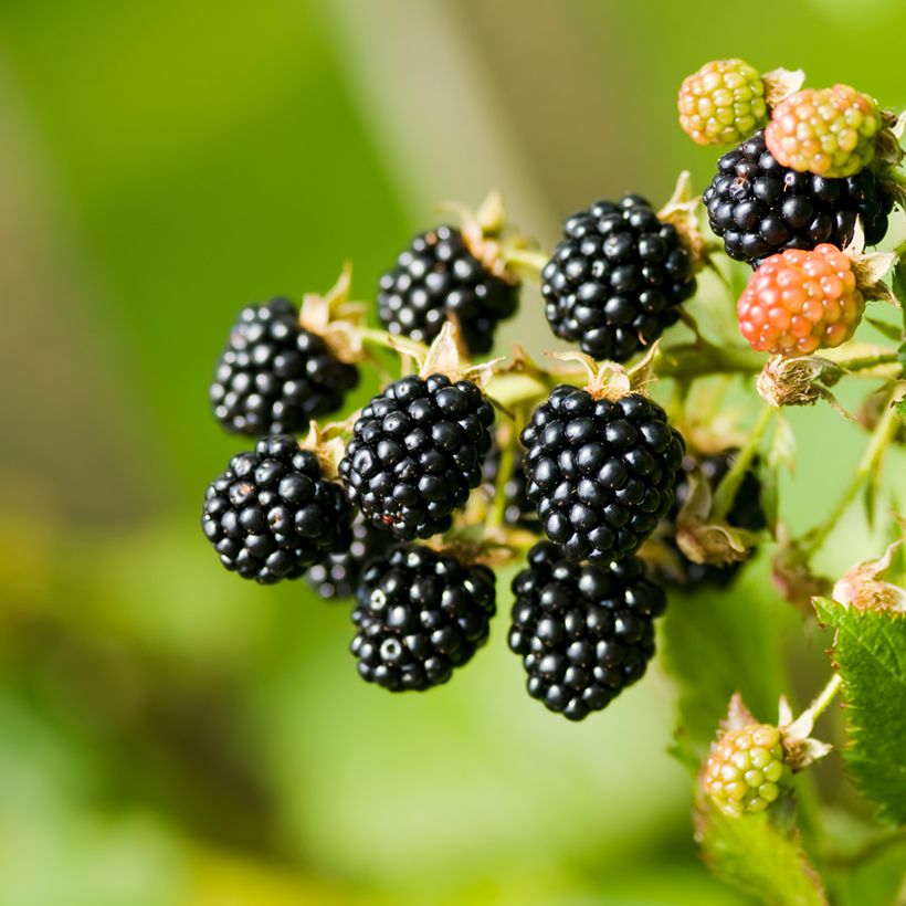 Brombeere - Rubus fruticosus (Harvest)