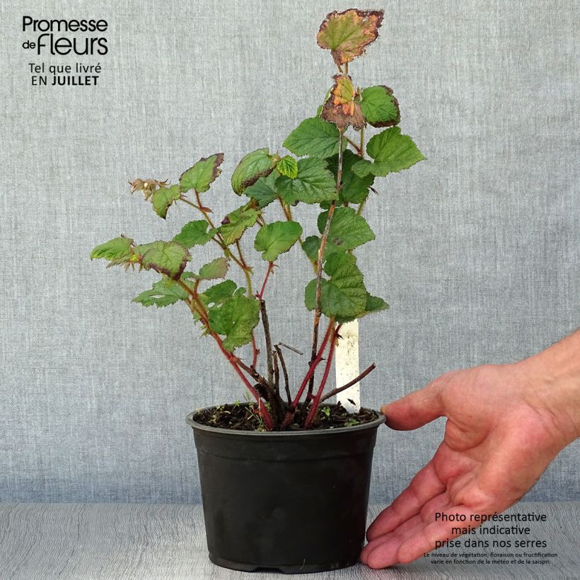 Exemplar von Rubus tricolor - Dreifarbige Brombeere Topf mit 1L/1,5L wie im Sommer geliefert