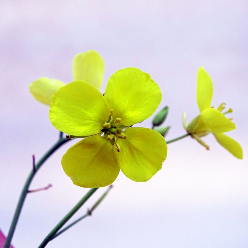 Raukenähnlicher Doppelsame Bio - Diplotaxis erucoides (Flowering)