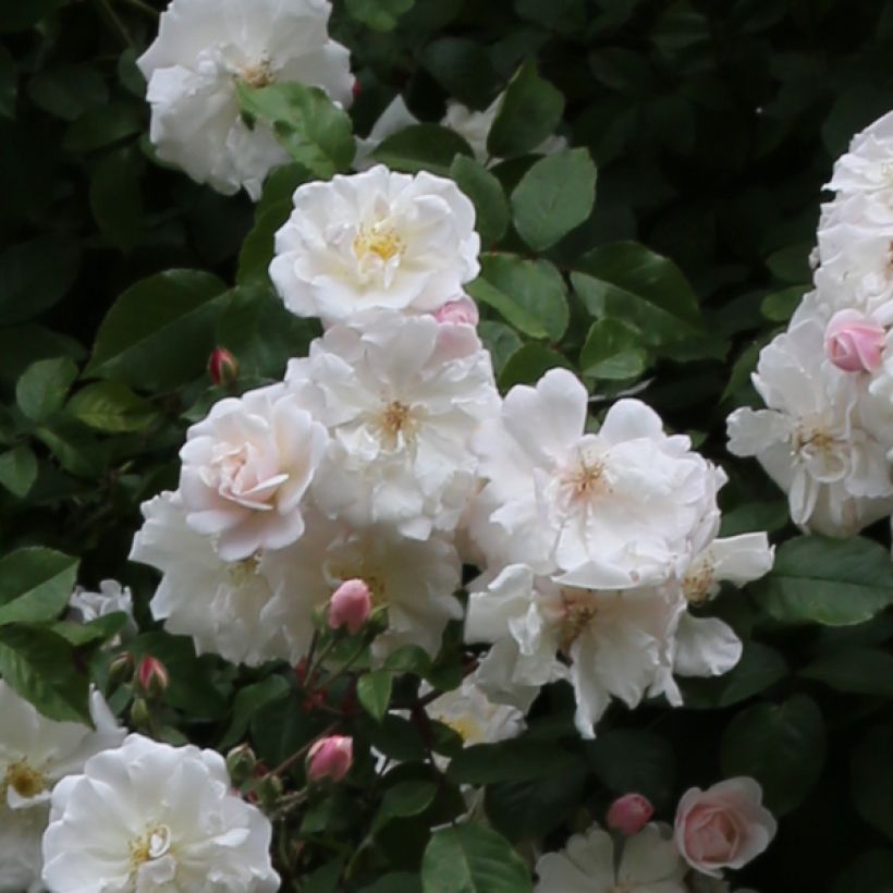 Rosa Adélaïde d’Orléans - Rambler-Rose (Flowering)