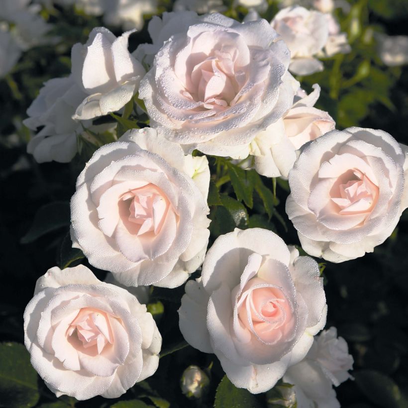 Rosa Aspirin Rose - Bodendecker-Rose (Flowering)