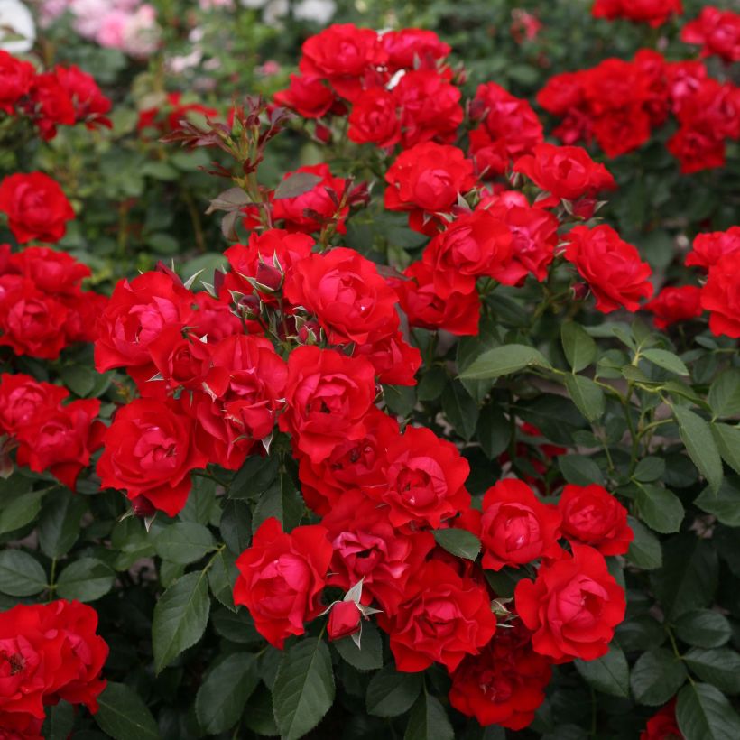 Rosa Black Forest Rose - Bodendecker-Rose (Flowering)