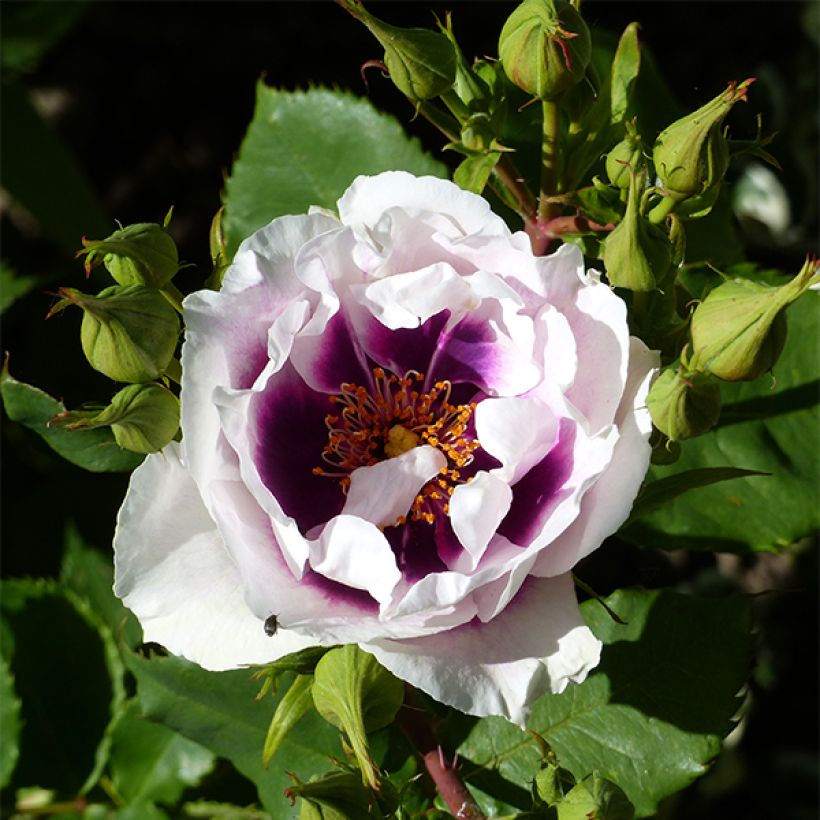 Rosa persica Eyes for You Blue Eyes - Beetrose (Flowering)
