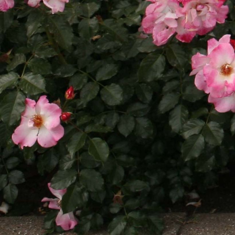 Rosa Dolomiti Korrahibe - Bodendecker-Rose (Foliage)
