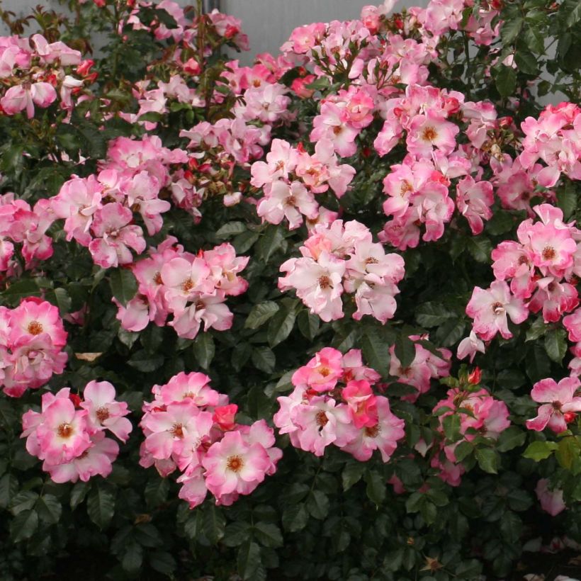 Rosa Dolomiti Korrahibe - Bodendecker-Rose (Flowering)