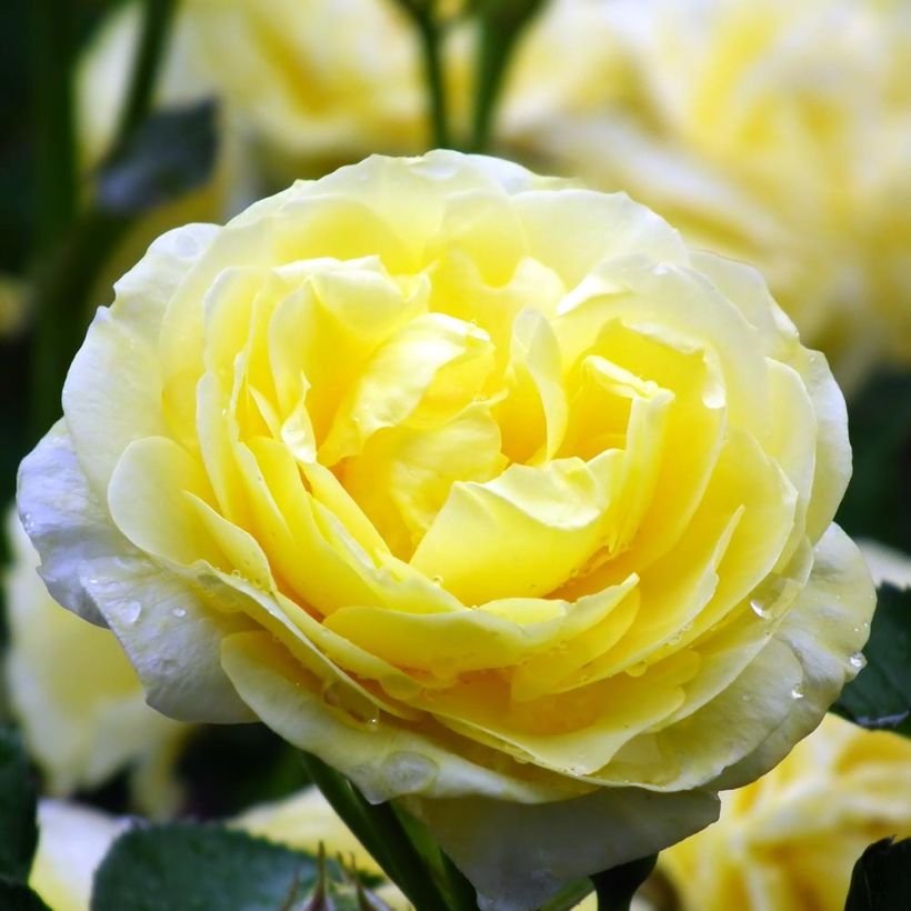 Rosa Golden Border - Beetrose (Flowering)