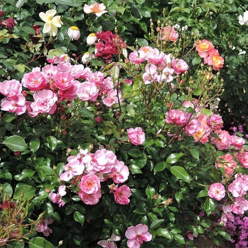Rosa Lavender Meidiland (Louis Blériot) - Beetrose (Flowering)