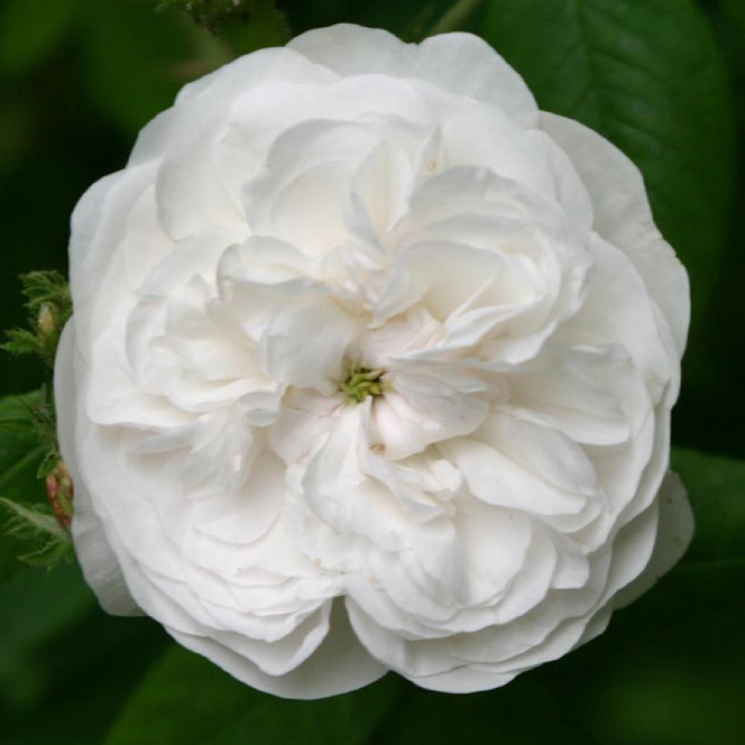 Rosa Mme Hardy - Zentifolie Rose (Flowering)