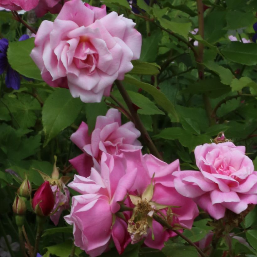 Rosa chinensis Old Blush - Historische Rose (Flowering)