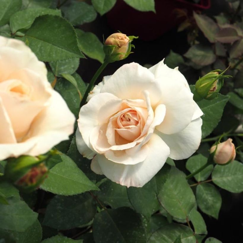 Rosa Princesse Astrid de Belgique - Edelrose (Flowering)