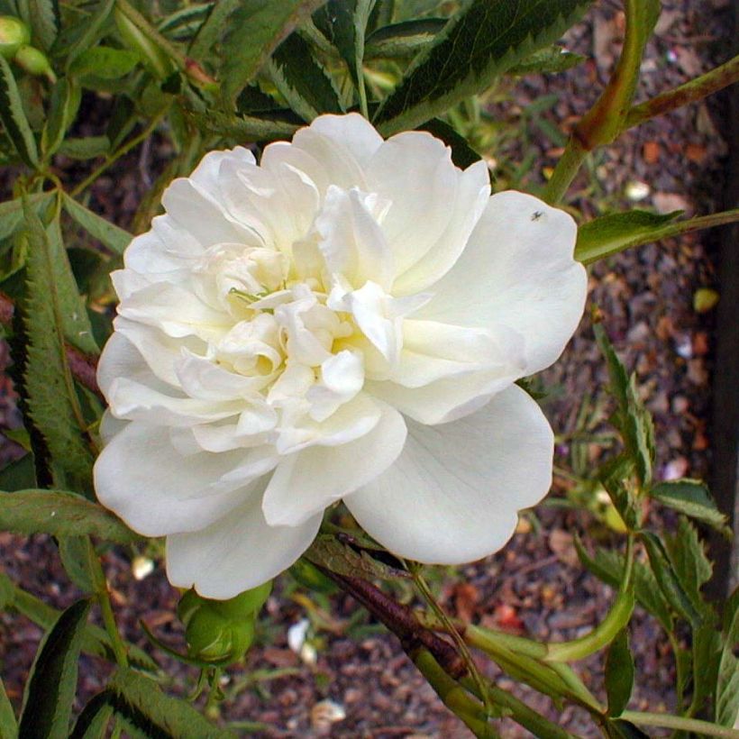 Rosa cannabifolia - Hanfblättrige Rose (Flowering)