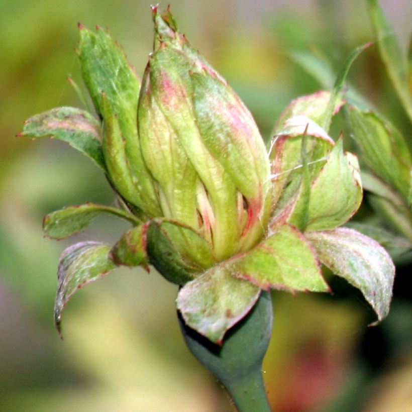 Rosa chinensis Viridiflora - Botanischer Rosenstrauch (Flowering)