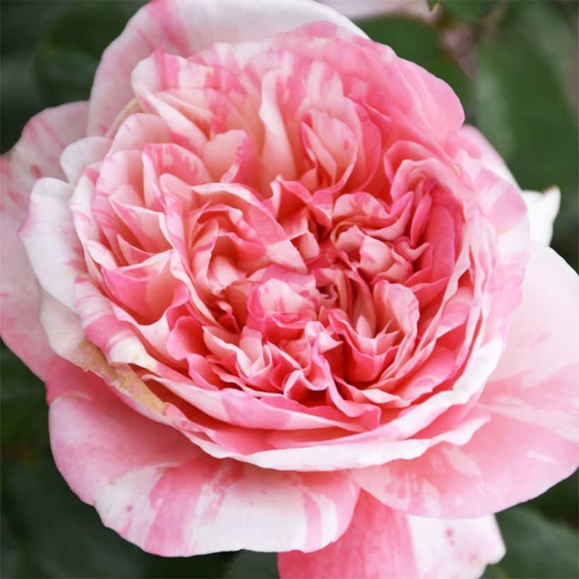 Rosa Mascaret - Beetrose (Flowering)
