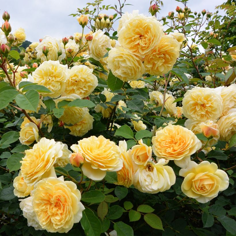 Rosa Off-Load - Beetrose (Plant habit)