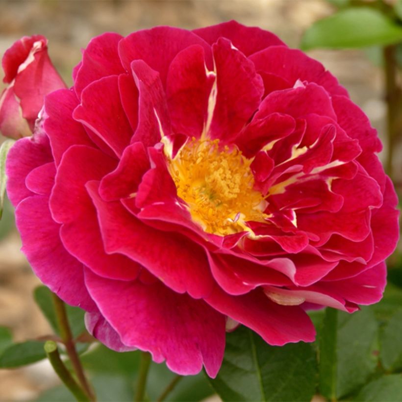 Rosa Abbatiale de Pontigny Ora 922 - Beetrose (Flowering)