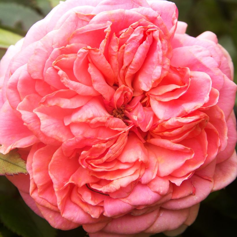 Rosa Pick'n Go Mattmag - Beetrose (Flowering)