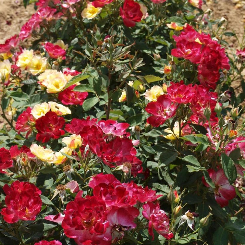 Rosa Quinte Flush - Beetrose (Plant habit)