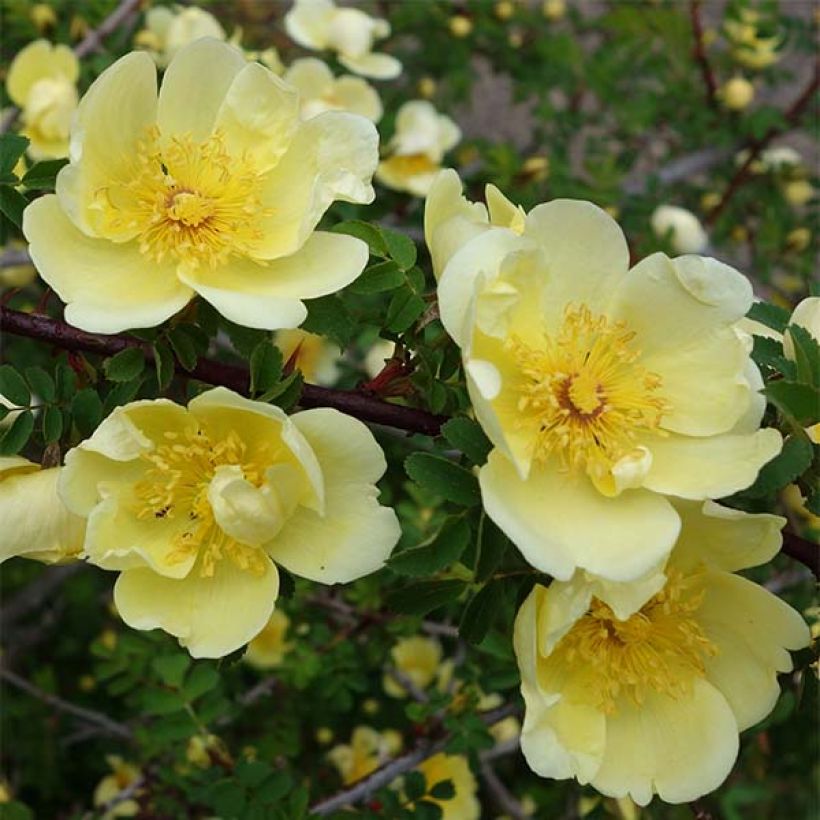 Rosa hugonis - Hugos Rose (Flowering)