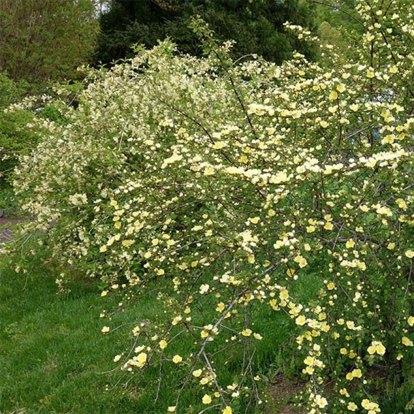 Rosa hugonis - Hugos Rose (Plant habit)