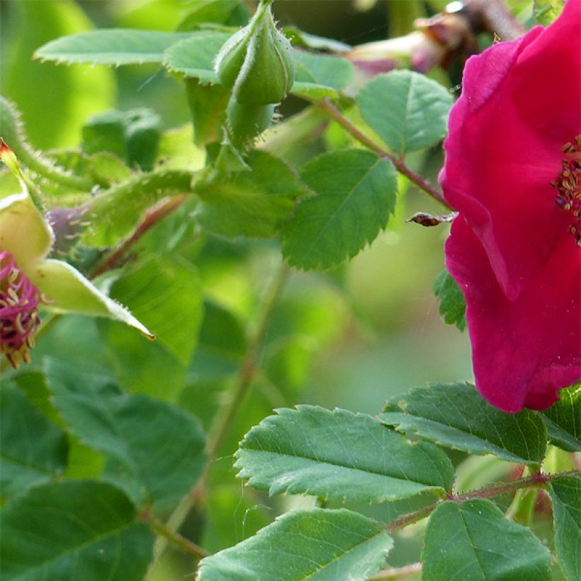 Rosa moyesii Geranium - Mandarin-Rose (Foliage)