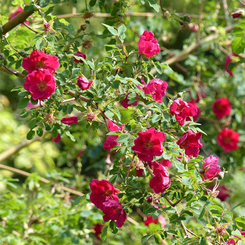 Rosa moyesii Geranium - Mandarin-Rose (Flowering)