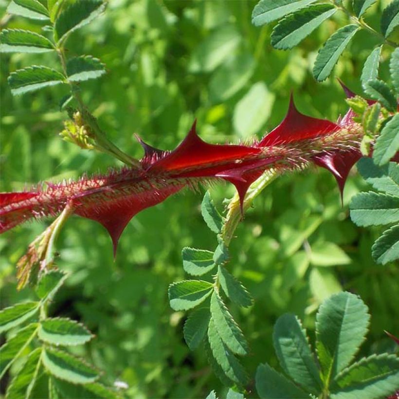 Rosa omeiensis Pteracantha - Omei-Rose (Foliage)