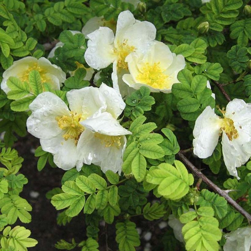 Rosa omeiensis Pteracantha - Omei-Rose (Flowering)