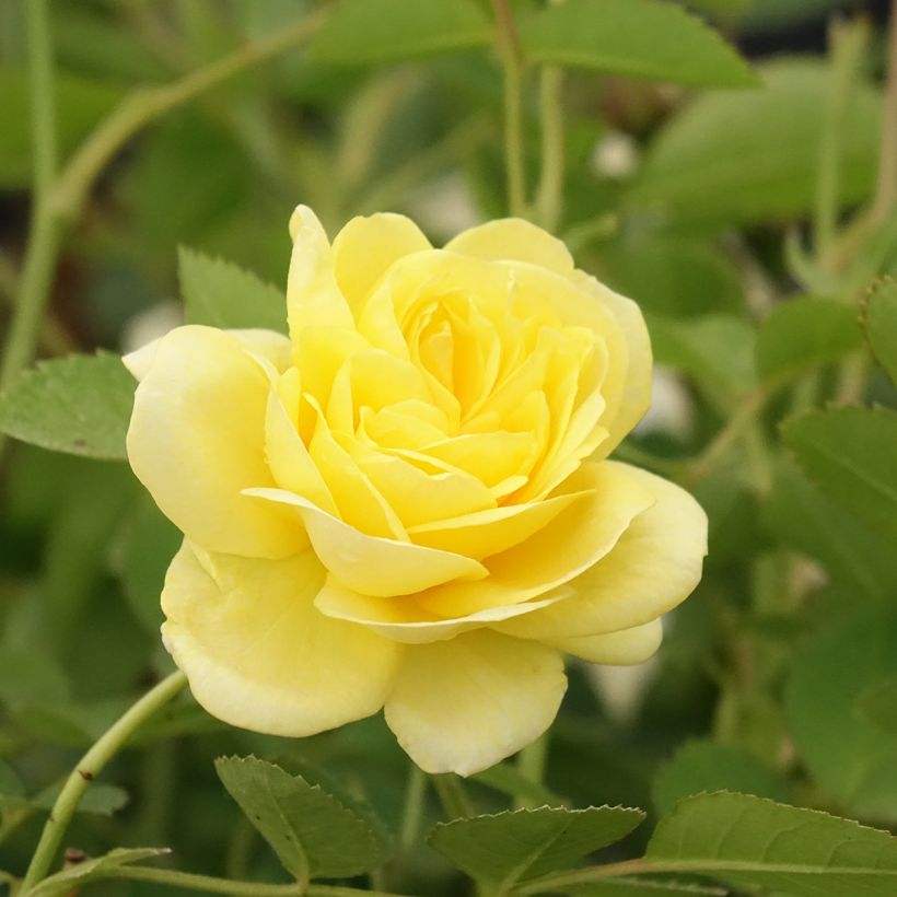 Rosa Golden Border - Beetrose (Blüte)