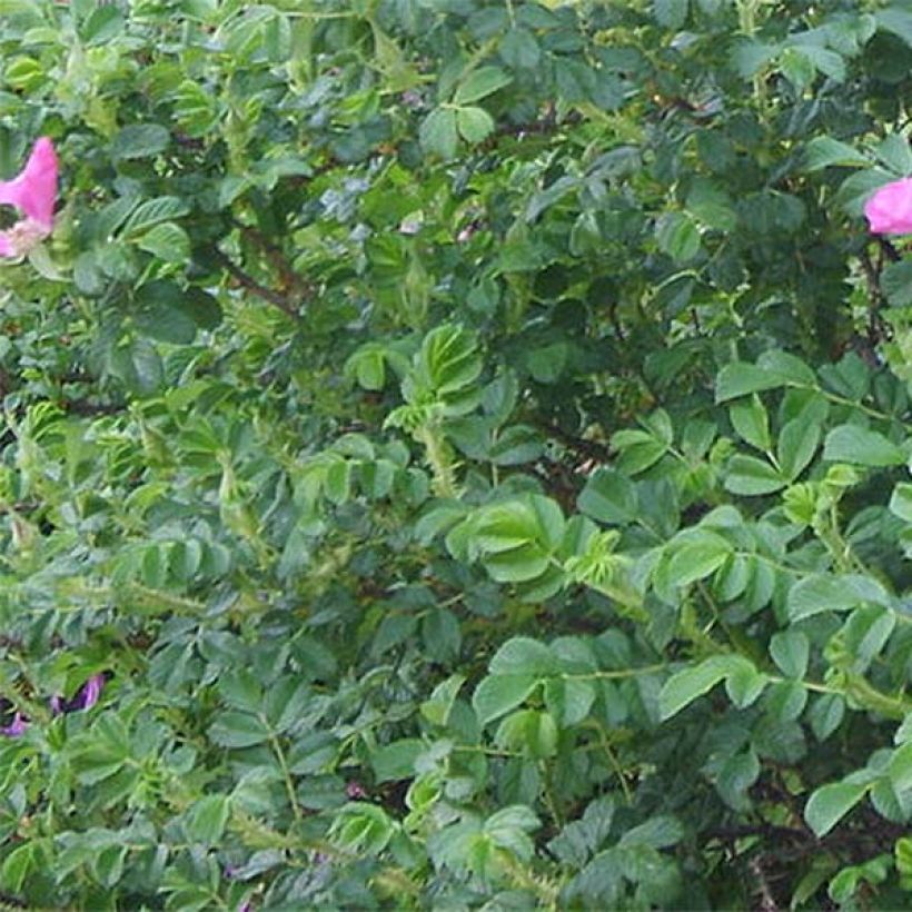 Rosa rugosa - Apfelrose (Foliage)