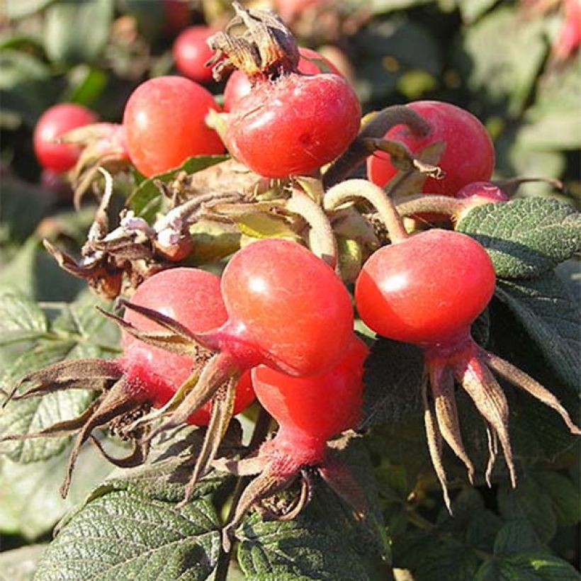 Rosa rugosa - Apfelrose (Harvest)