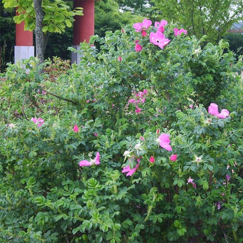 Rosa rugosa - Apfelrose (Plant habit)