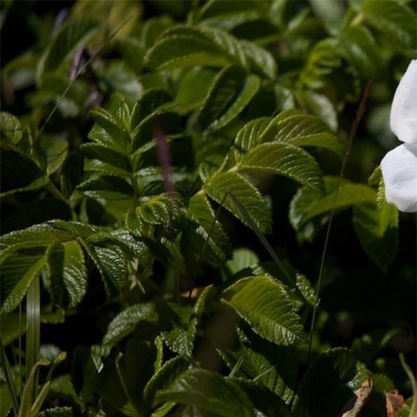 Rosa rugosa Alba - Apfelrose (Foliage)