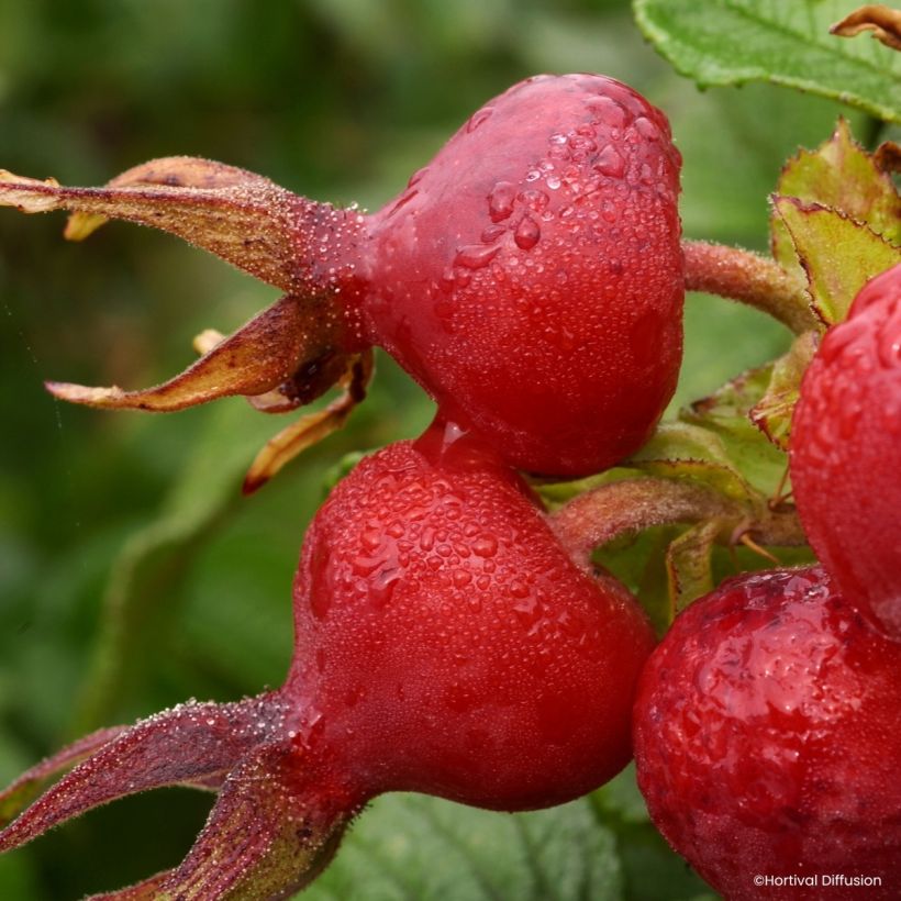 Rosa rugosa Angelia Pink - Apfelrose (Ernte)