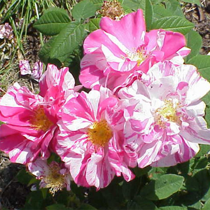 Rosa gallica Versicolor - Essig-Rose (Flowering)