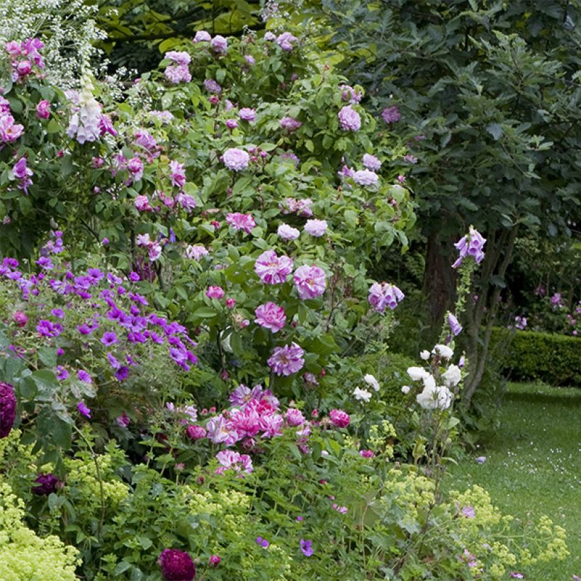 Rosa gallica Versicolor - Essig-Rose (Plant habit)