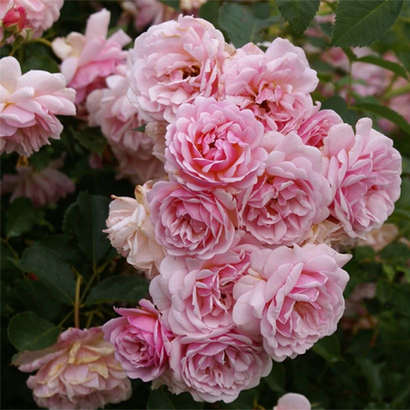 Rosa moschata Felicia - Moschus-Rose (Flowering)